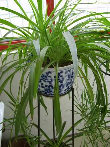 吊兰为什么被称为绿色净化器呢,吊兰可以当空气净化器吗