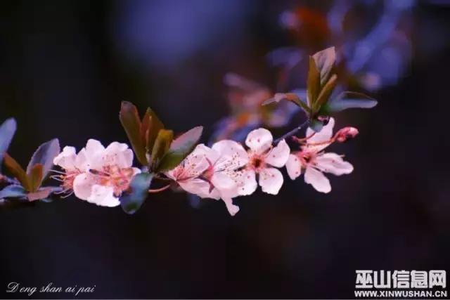 又一封辞职信火了！只因TA来了一趟巫山！