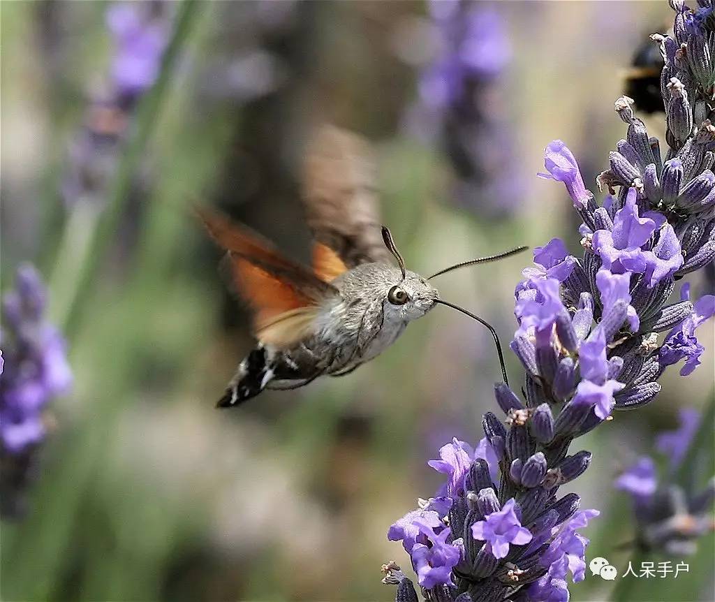 蛾，蛾，蛾~最大、最美、最奇葩，展翅向天歌