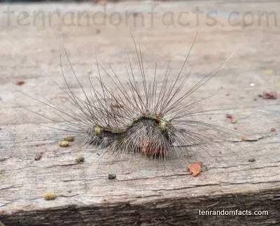 蛾，蛾，蛾~最大、最美、最奇葩，展翅向天歌