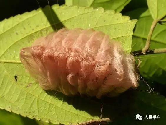 蛾，蛾，蛾~最大、最美、最奇葩，展翅向天歌