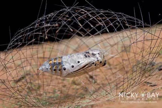 蛾，蛾，蛾~最大、最美、最奇葩，展翅向天歌