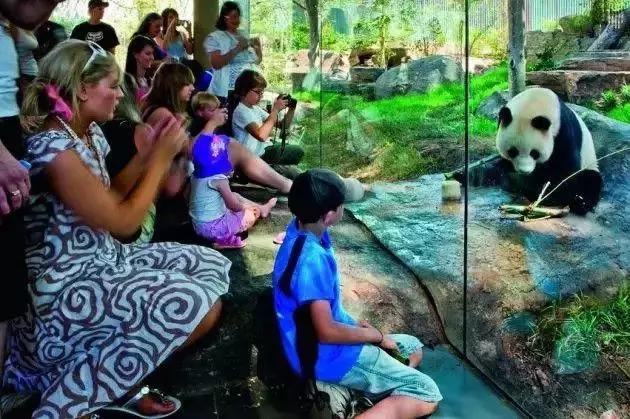 荷兰迎接中国大熊猫,大熊猫在国外有警车开道