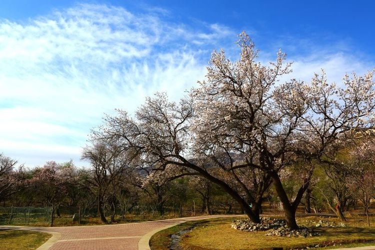 没有“十里桃花”？不要紧！乌素图“十里杏花”等着你！