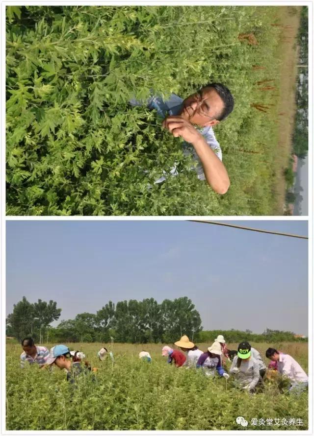 紫茎小叶灵艾,紫茎小叶灵艾图片