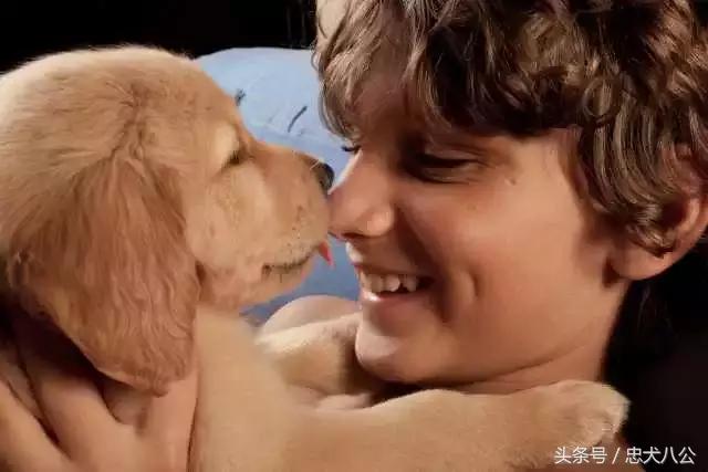 比较好的犬舍有哪些,犬舍和专业犬舍