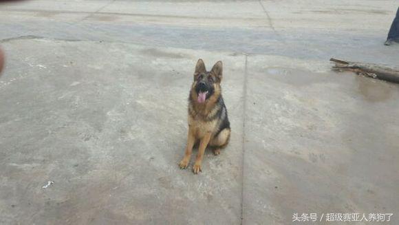 肩高50是怎么算的,肩高50cm正常吗