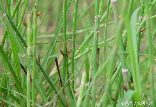 农村75种中草药图谱,农村中草药图谱