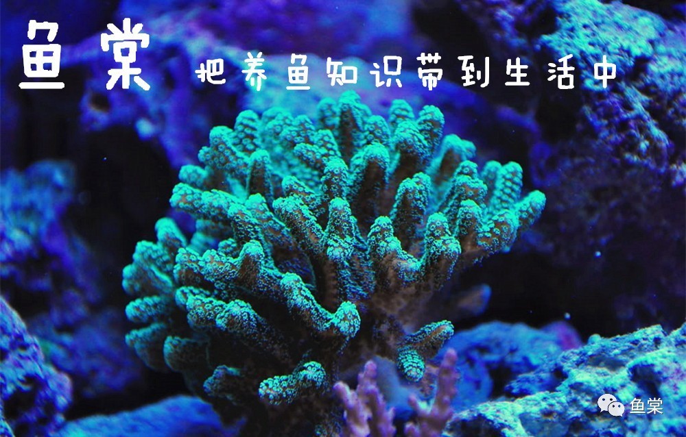 珊瑚生病的样子,珊瑚生病了怎么办