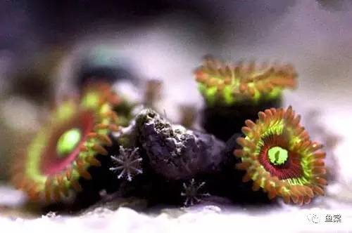 珊瑚生病的样子,珊瑚生病了怎么办