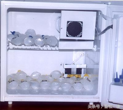 养猪怎样提高人工授精的成功率,养猪新模式猪舍建造