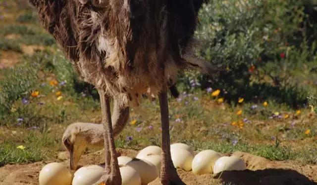 9种奇葩的动物蛋,这些奇葩的鸡蛋你见过吗