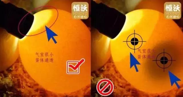 9种奇葩的动物蛋,这些奇葩的鸡蛋你见过吗