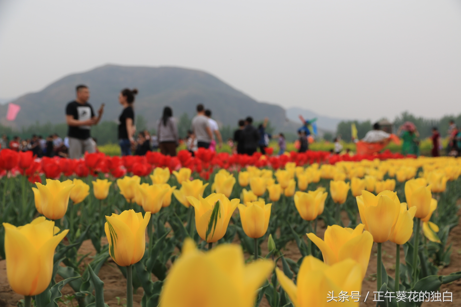 狼牙山田园花海入口,狼牙山万亩花田附近景点