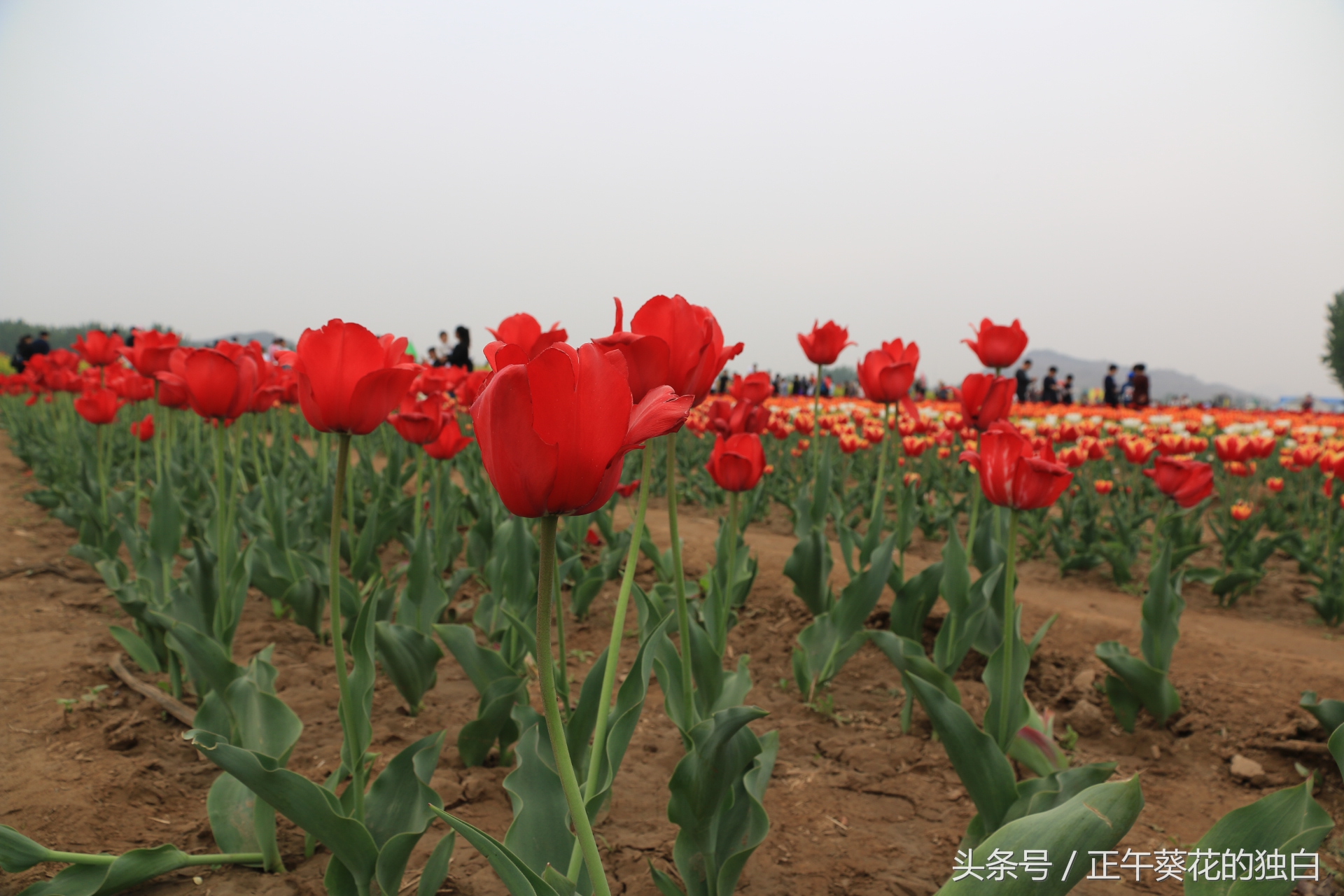 狼牙山田园花海入口,狼牙山万亩花田附近景点