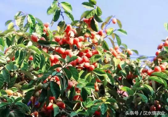 最好吃的羊奶果,安康羊奶果的做法