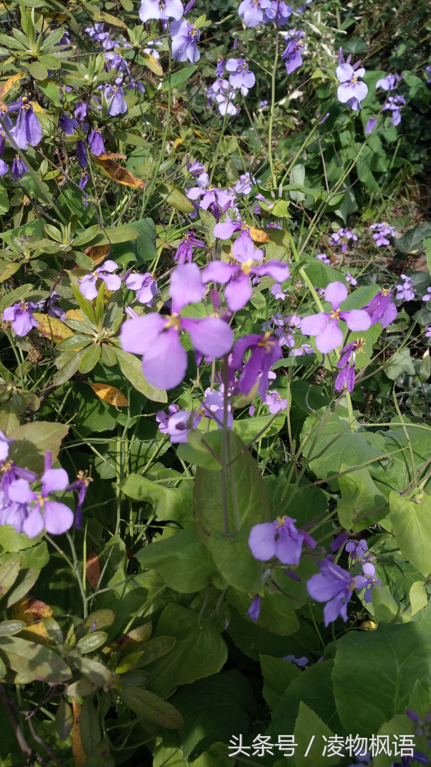 苏州拙政园景点讲解视频大全,苏州拙政园属于哪个区