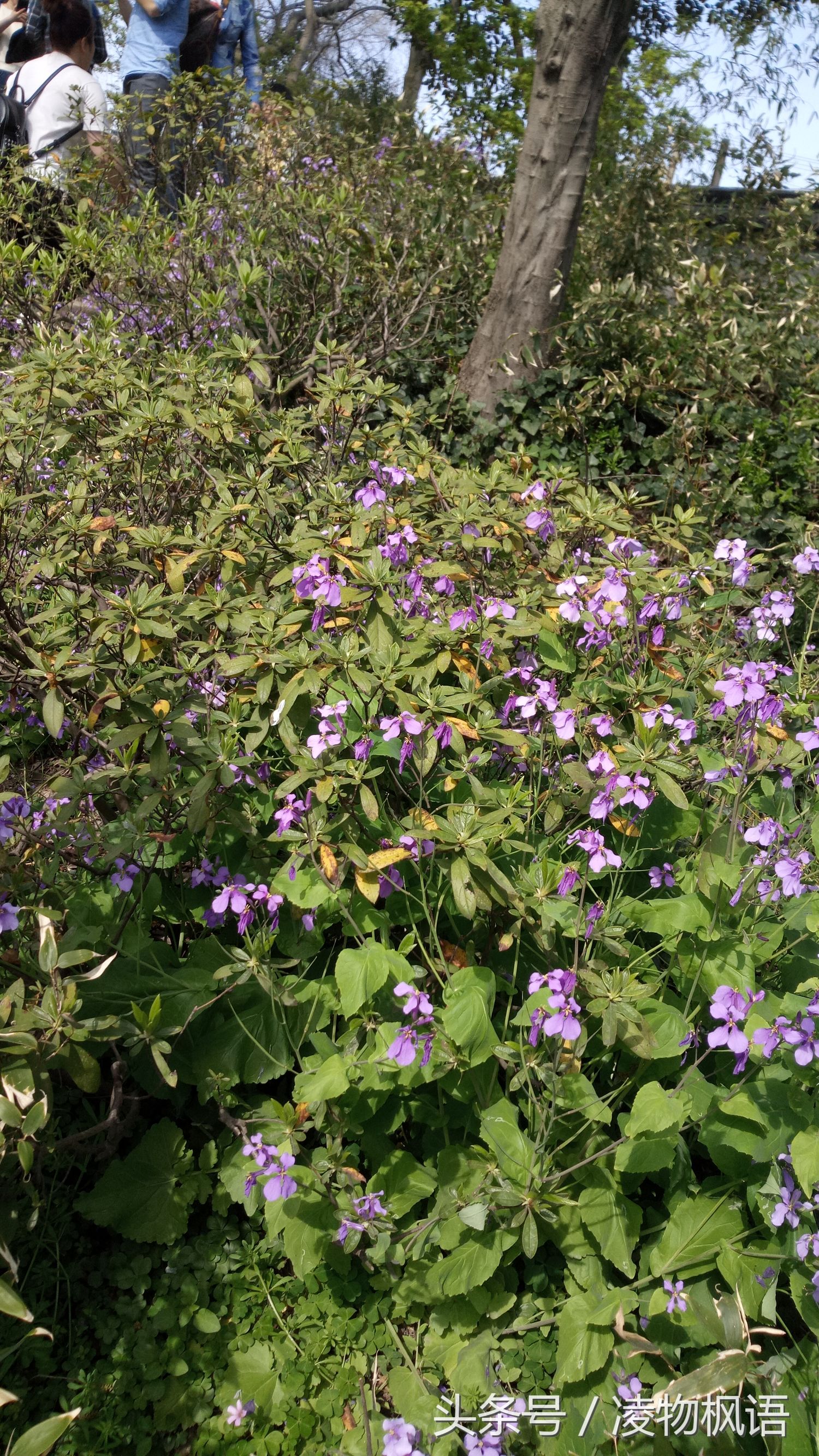 苏州拙政园景点讲解视频大全,苏州拙政园属于哪个区