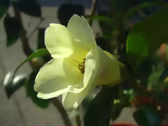 四大名花之山茶,中国百种山茶图片