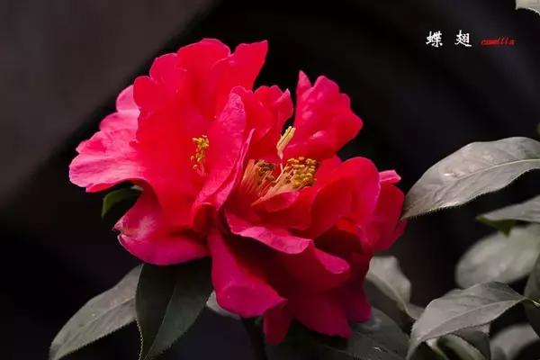 四大名花之山茶,中国百种山茶图片