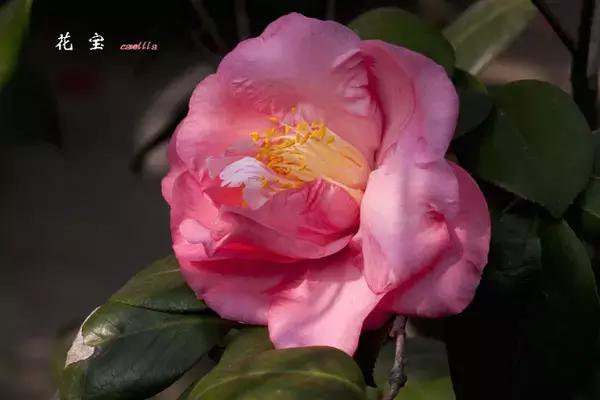 四大名花之山茶,中国百种山茶图片