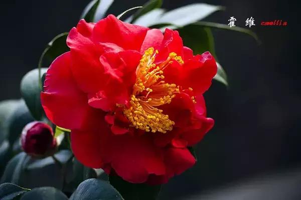 四大名花之山茶,中国百种山茶图片