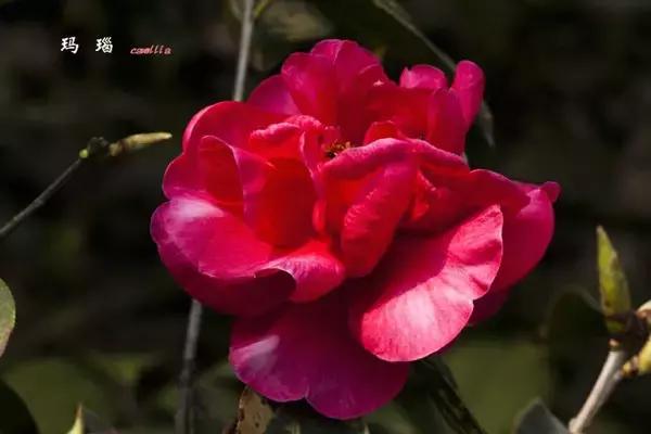 四大名花之山茶,中国百种山茶图片