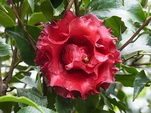 四大名花之山茶,中国百种山茶图片