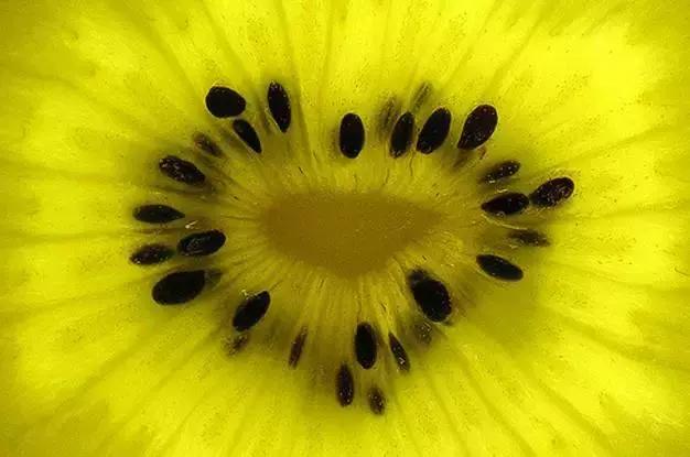 新西兰的奇异果为什么好,新西兰新鲜奇异果