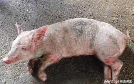 猪瘸腿病预防,猪后腿关节肿了是什么病