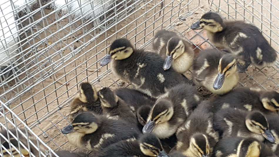 唐山市乐亭县大集,河北唐山乐亭大集