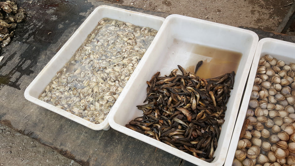 唐山市乐亭县大集,河北唐山乐亭大集