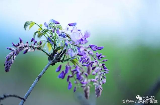 紫色藤花开,任丘紫藤花开