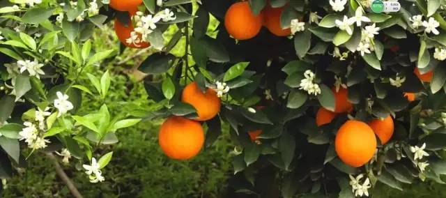 橙中贵族,美味之最:伦晚