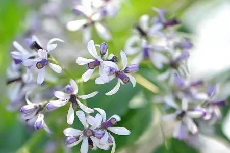 夜读｜谷雨：开到荼蘼花事了丝丝夭棘出莓墙