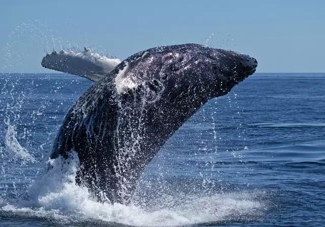 西班牙｜这个岛有什么魅力，引德国总理五次来此度假？