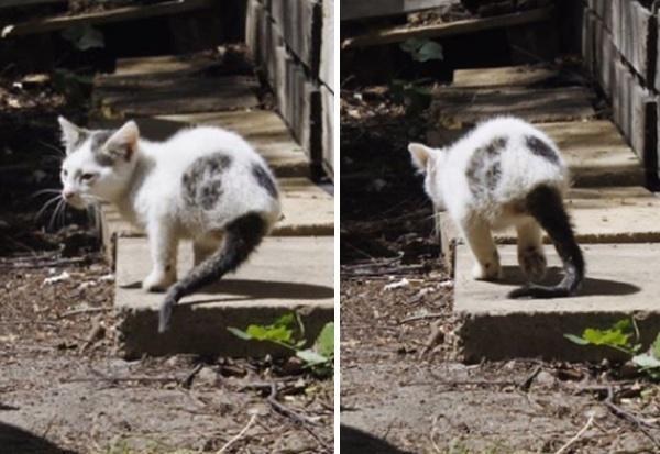 为什么这只猫尾巴很长腿却很短呢,天生三条腿小猫