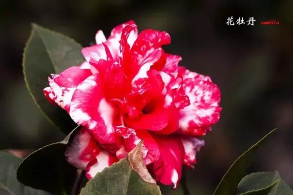 四大名花之山茶,中国百种山茶图片