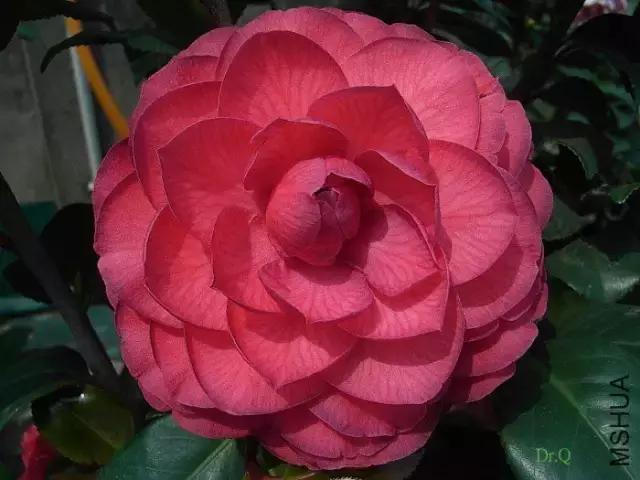 四大名花之山茶,中国百种山茶图片