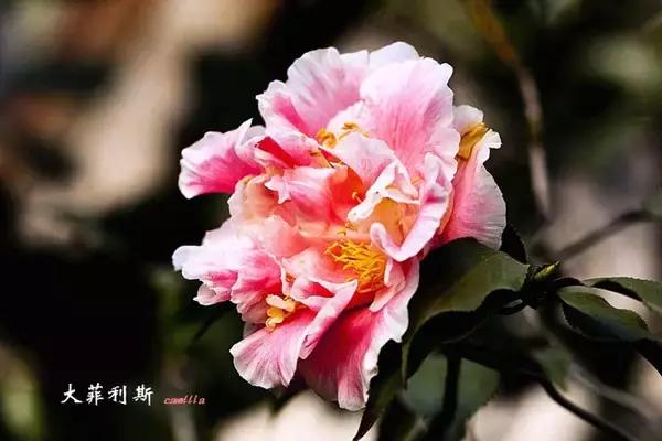 四大名花之山茶,中国百种山茶图片