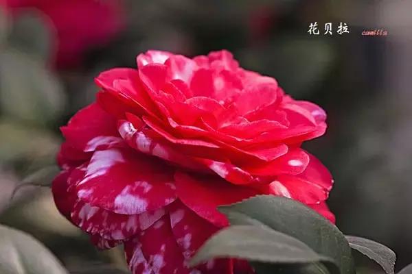 四大名花之山茶,中国百种山茶图片