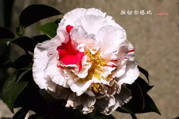 四大名花之山茶,中国百种山茶图片