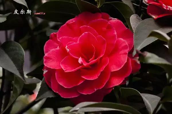 四大名花之山茶,中国百种山茶图片