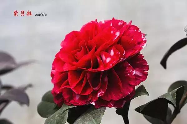 四大名花之山茶,中国百种山茶图片