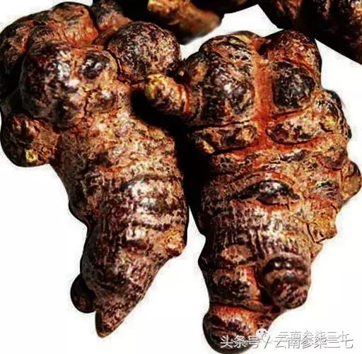 怎么鉴别文山三七,辨别三七真假视频