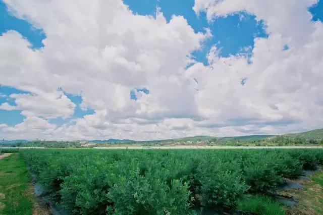 云南脆甜蓝莓,云南正宗新鲜蓝莓