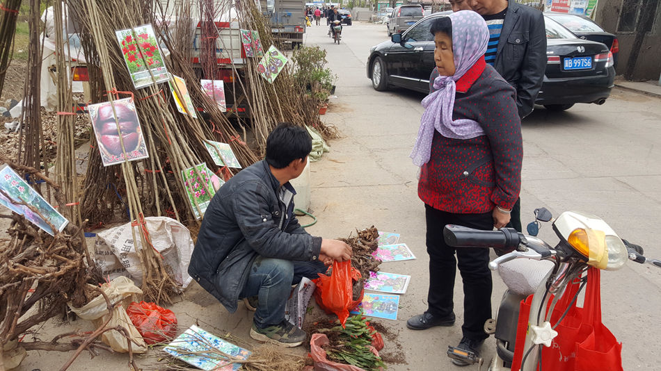 唐山市乐亭县大集,河北唐山乐亭大集