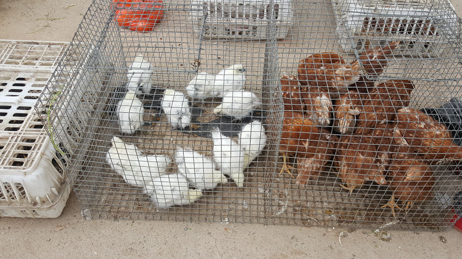 唐山市乐亭县大集,河北唐山乐亭大集