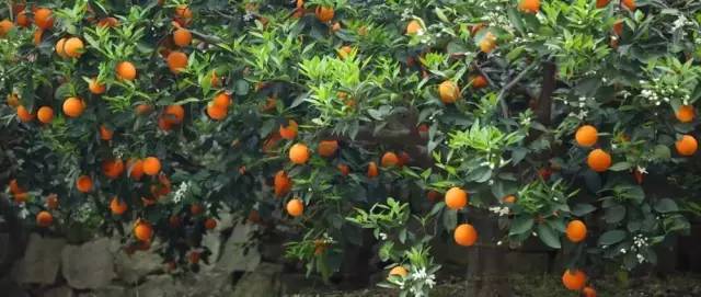 橙中贵族,美味之最:伦晚