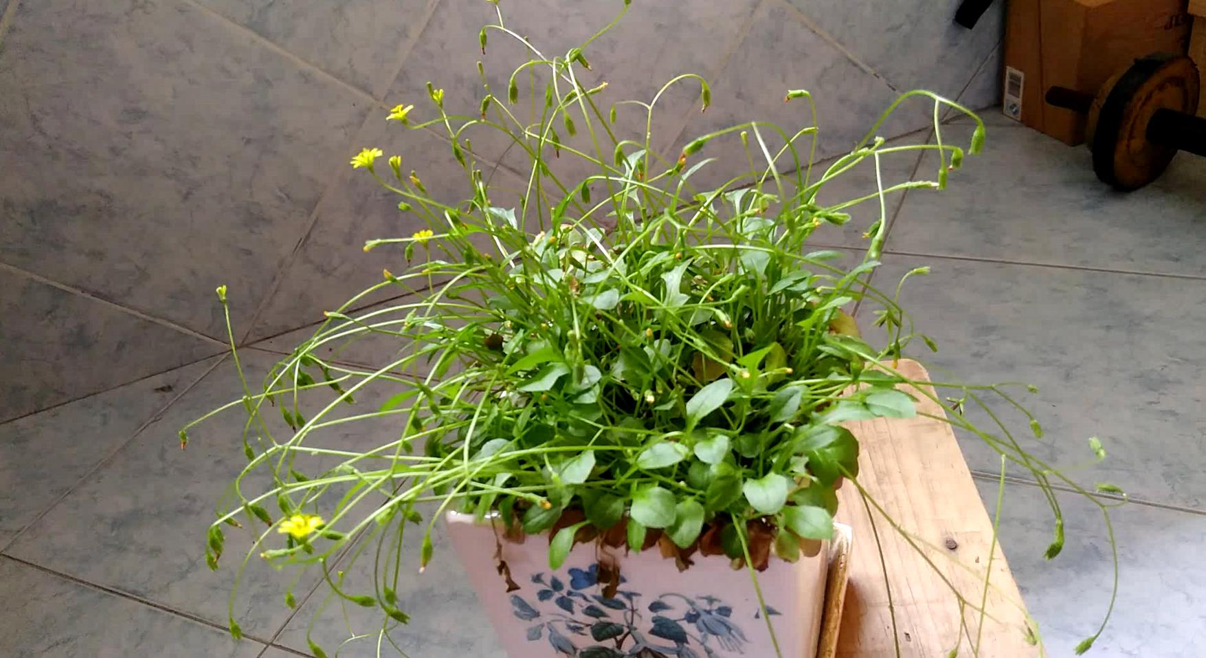 努比亚z17刷什么系统比较好,努比亚z17旗舰开箱视频